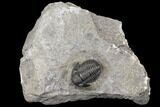 Detailed Gerastos Trilobite Fossil - Morocco #141682-5
